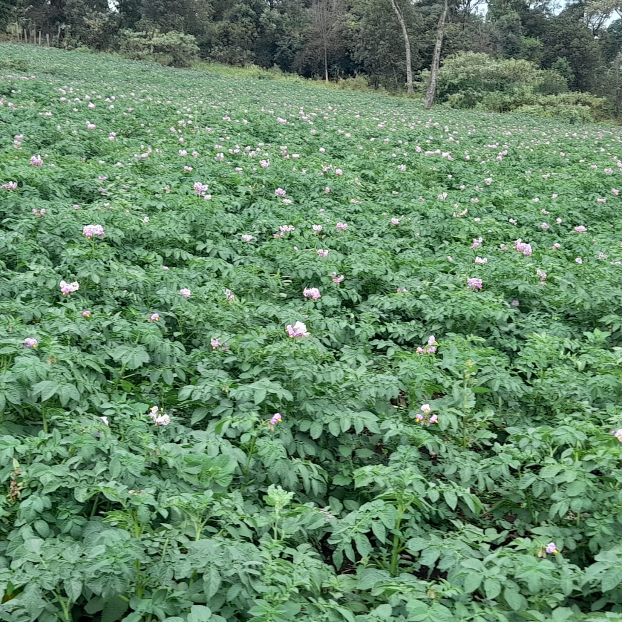Oledeem highland farm Narok thumbnail 1